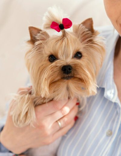 person holding a small yorkie with a bow in its hair