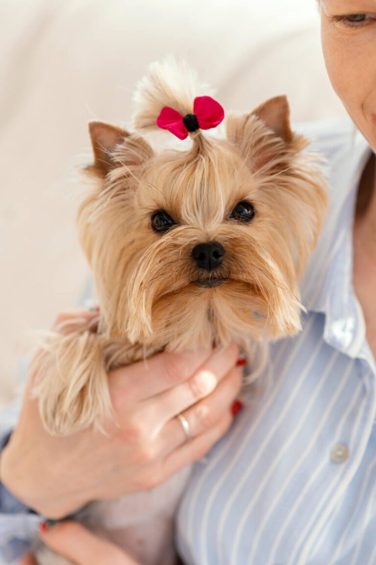 person holding a small yorkie with a bow in its hair