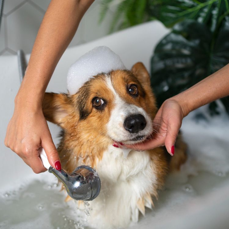 placeholder image box