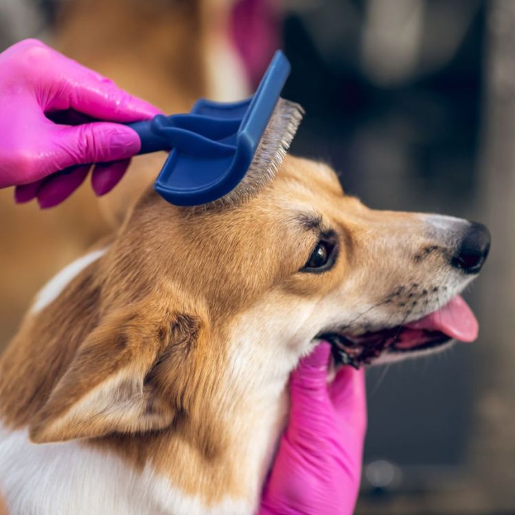 placeholder image box