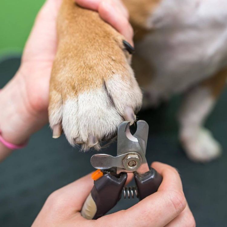 placeholder image box