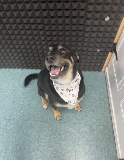 dog looking up at the camera and wearing a bandana