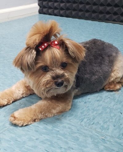 yorkie dog wearing a bowtie laying down on the floor