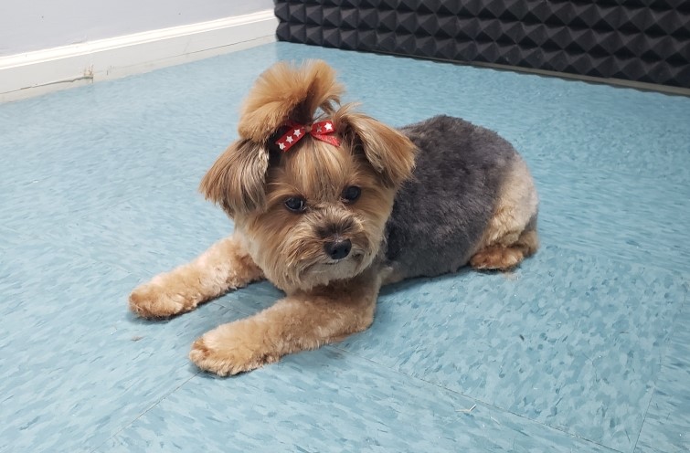 yorkie dog wearing a bowtie laying down on the floor