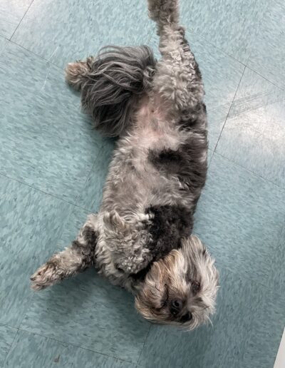 dog rolling over for belly rubs