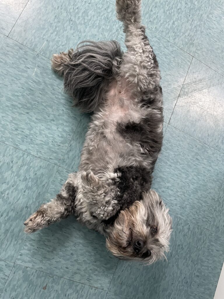 dog rolling over for belly rubs