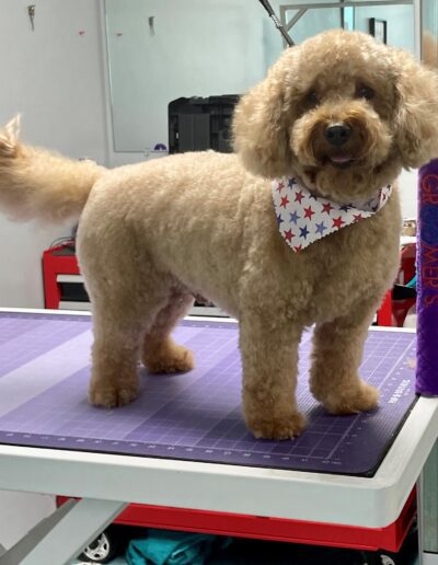 fluffy dog wearing a star bandana
