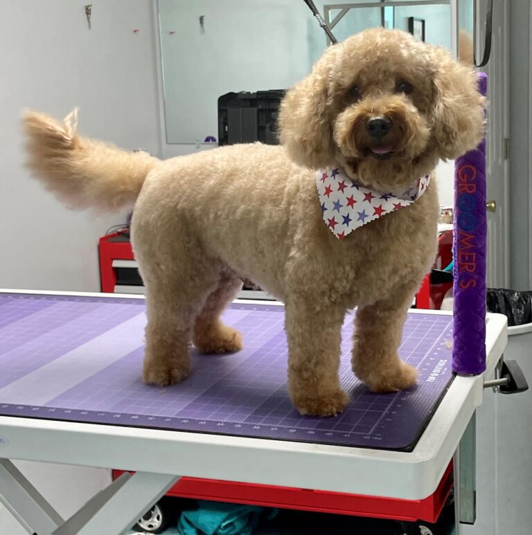 fluffy dog wearing a star bandana