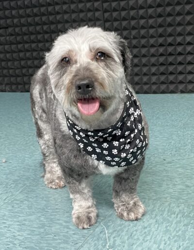 grey dog wearing a paw print bandana