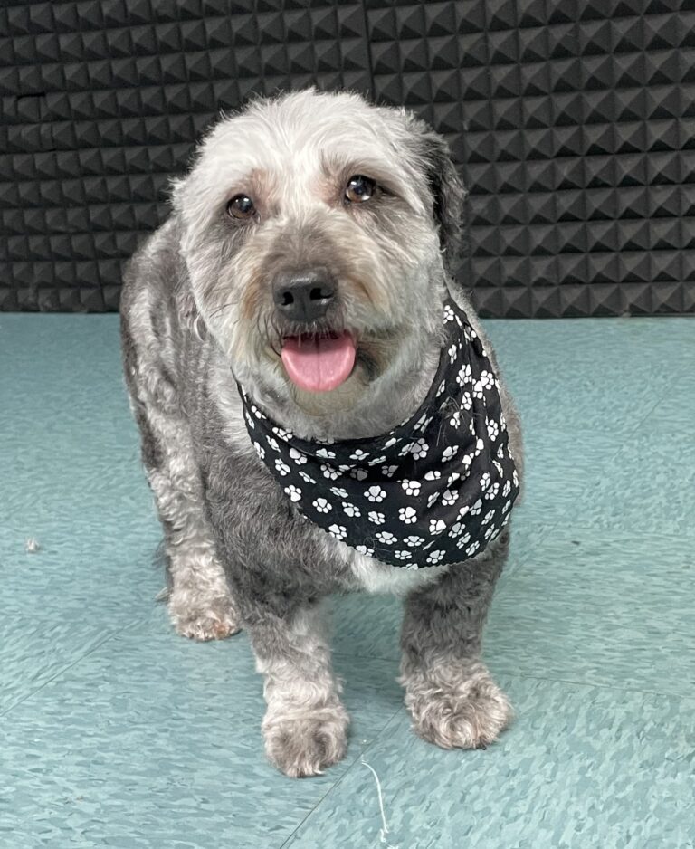 grey dog wearing a paw print bandana