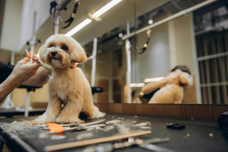 groomer trimming a dogs fur during a grooming appointment
